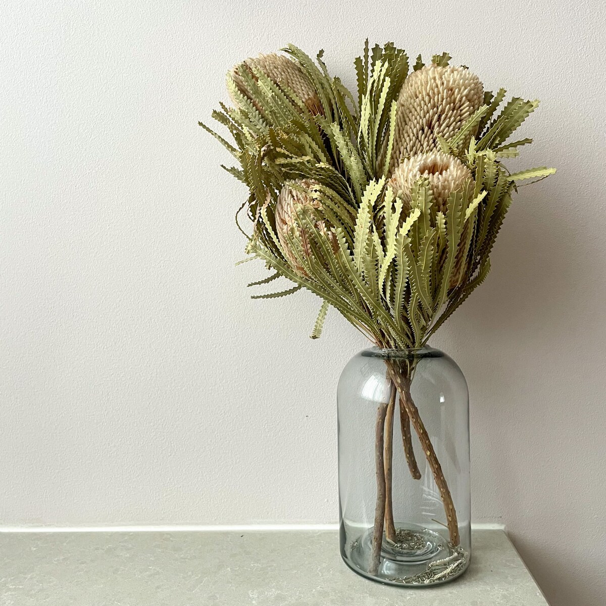 Suszona Banksja Hookerana Naturalna