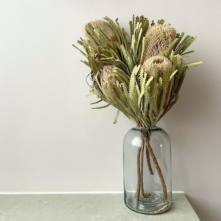 Suszona Banksja Hookerana Naturalna