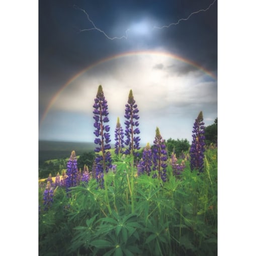 OBRAZ PODŚWIETLANY LED ŁUBIN ramka czarna CANVAS SLIM 40x50 cm + zasilacz