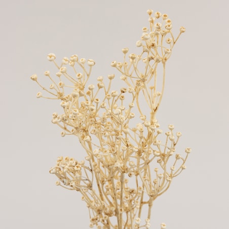 Gałązka Frostbloom ecru 80 cm, 5x80 cm