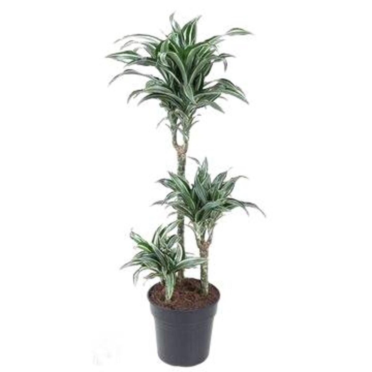 Dracena 'Jade Jewel' – XXL – doniczka Ø 21 cm – wysokość 100 cm