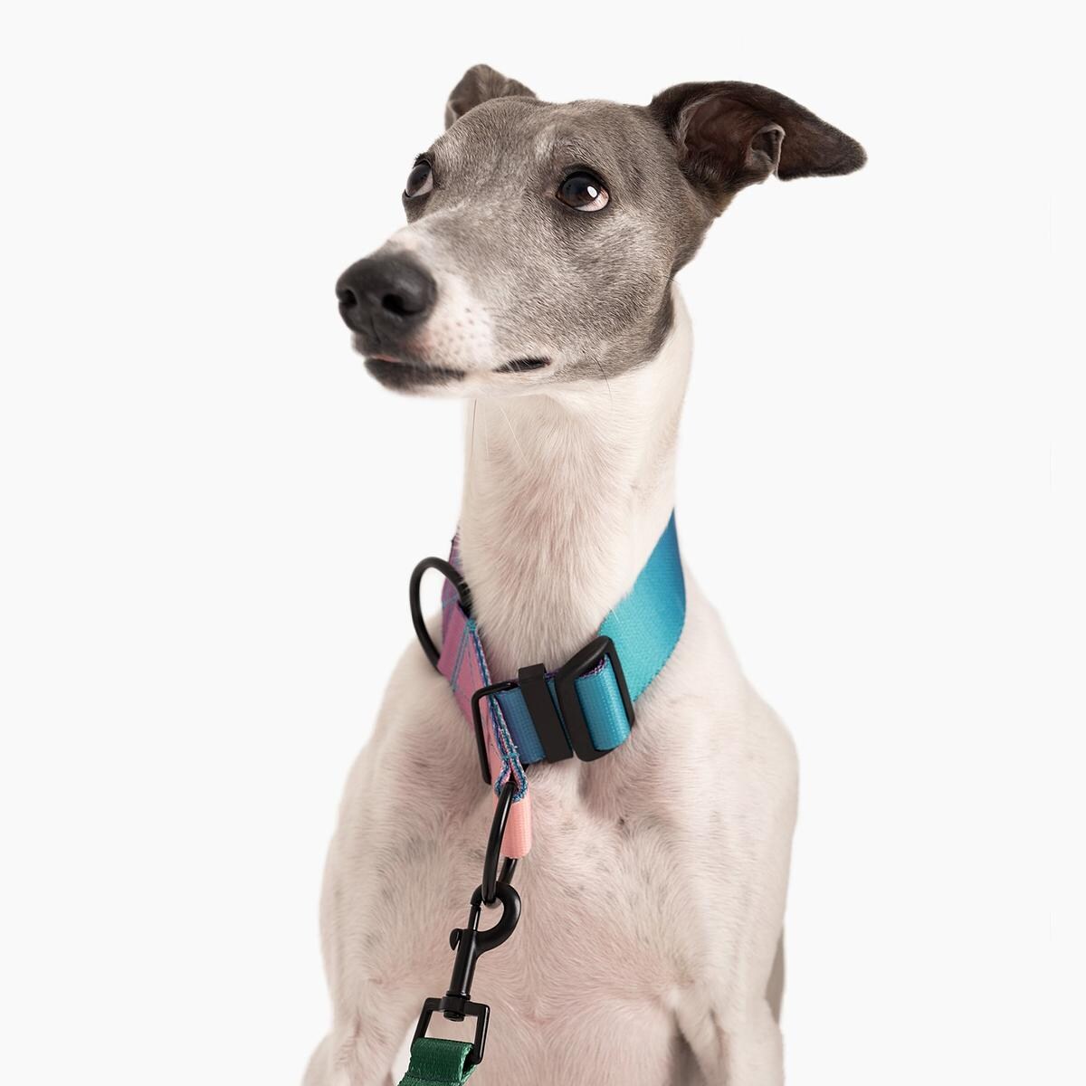 Obroża półzaciskowa dla psa lub kota "Under my ombrella" TURKUS - Szerokość taśmy: 38mm, Rozmiar: XL