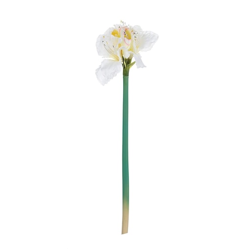 Kwiat Amaryllis White 75cm, 75 cm