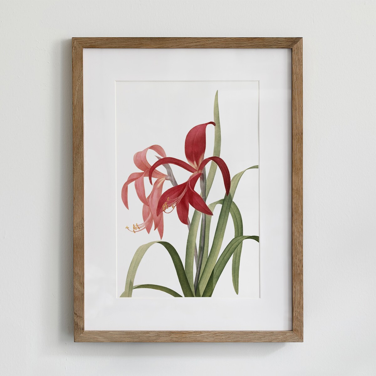 Plakat Amarylis 30x40cm