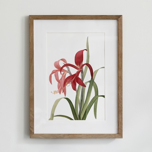 Plakat Amarylis 30x40cm