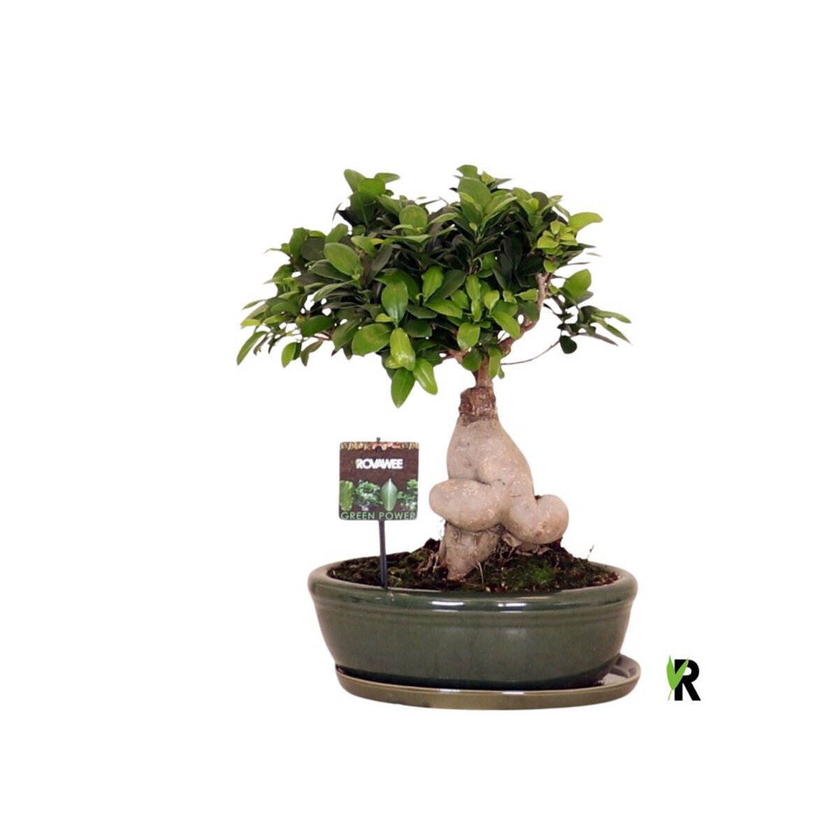 Ficus XXL Bonsai | Zielona ceramiczna doniczka Ø 30 cm | Wysokość ok. 40 cm