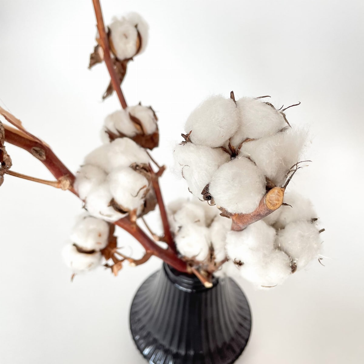 Suszona Gałązka Bawełny Naturalna