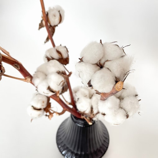 Suszona Gałązka Bawełny Naturalna