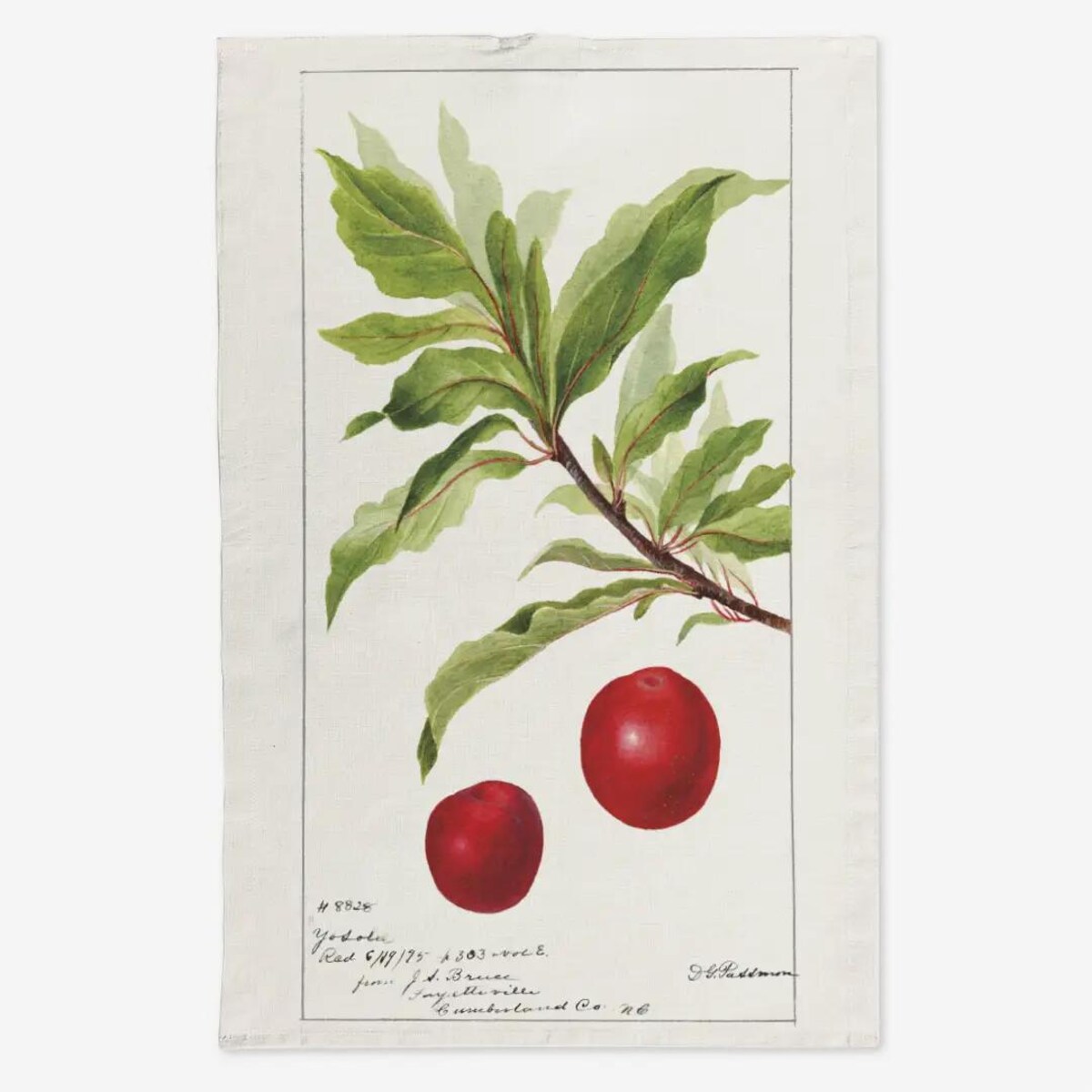 Lniany ręcznik kuchenny - gałązka śliwki