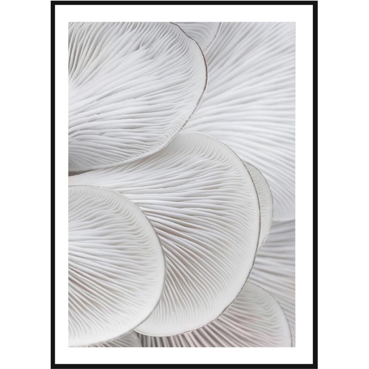 Poster Story, Plakat, Obraz - Skrzela Boczniaka No1, wymiary 50 x 70 cm