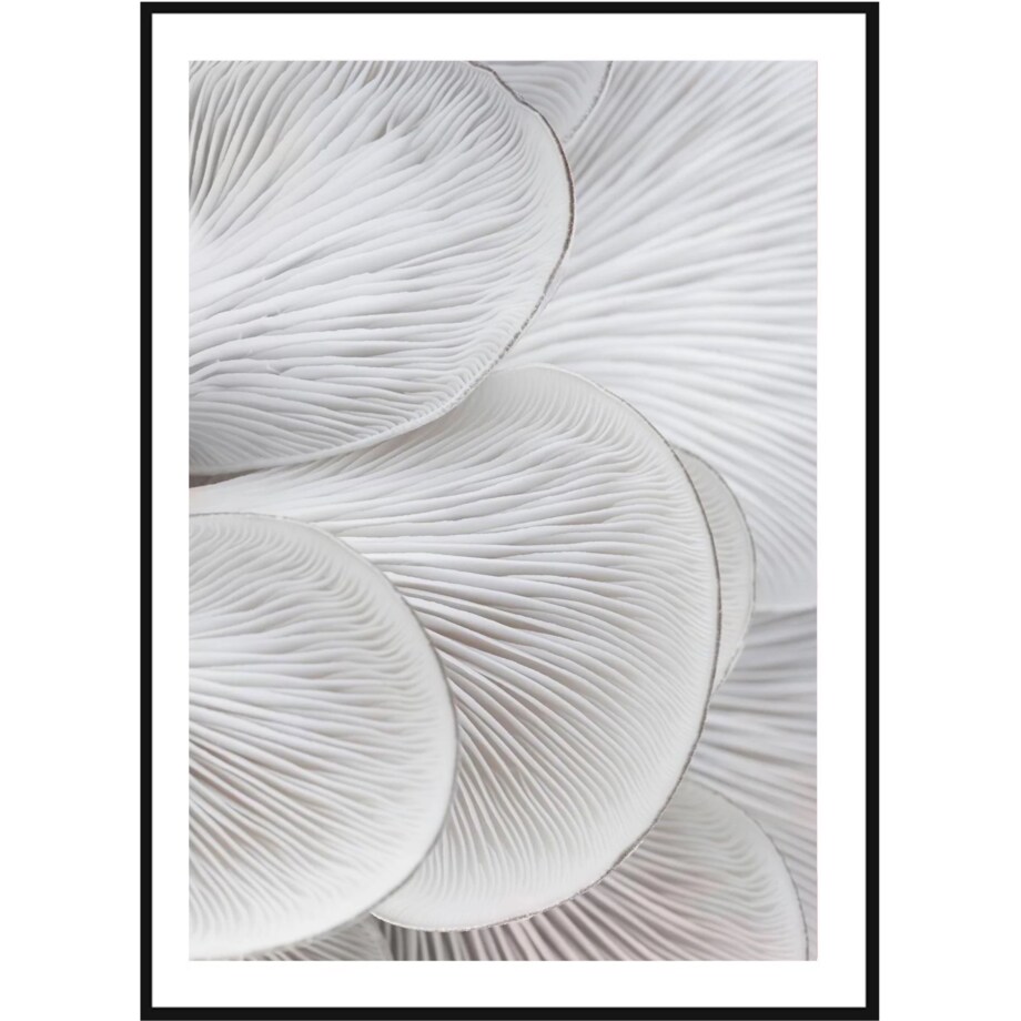 Poster Story, Plakat, Obraz - Skrzela Boczniaka No1, wymiary 50 x 70 cm