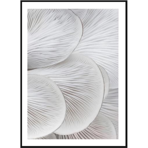 Poster Story, Plakat, Obraz - Skrzela Boczniaka No1, wymiary 50 x 70 cm