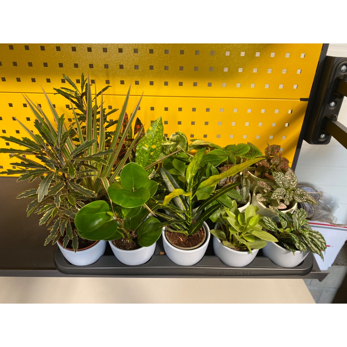 Mix 15 roślin w ceramicznych doniczkach – Ø 10 cm – wysokość 10–30 cm