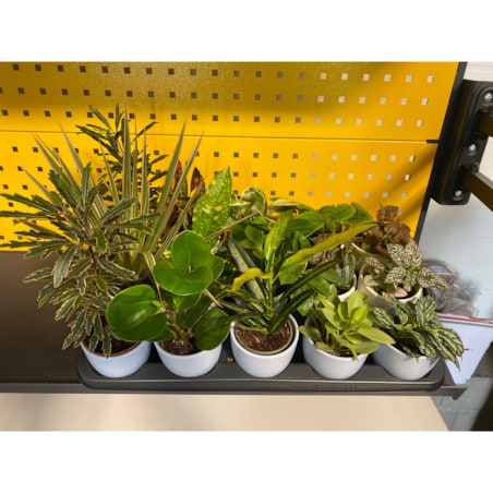 Mix 15 roślin w ceramicznych doniczkach – Ø 10 cm – wysokość 10–30 cm