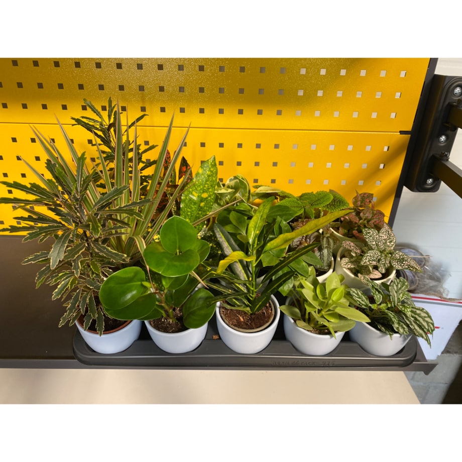 Mix 15 roślin w ceramicznych doniczkach – Ø 10 cm – wysokość 10–30 cm