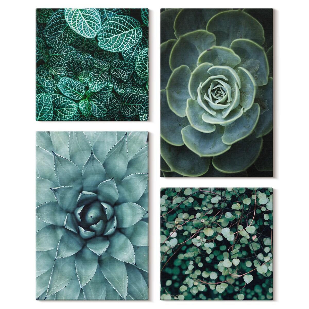 Zestaw 4 obrazów na płótnie - Sukulenty w zieleni i turkusie - zielony