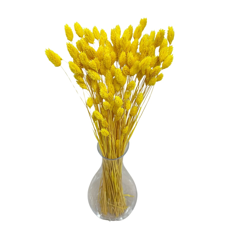 Phalaris Suszony Żółty