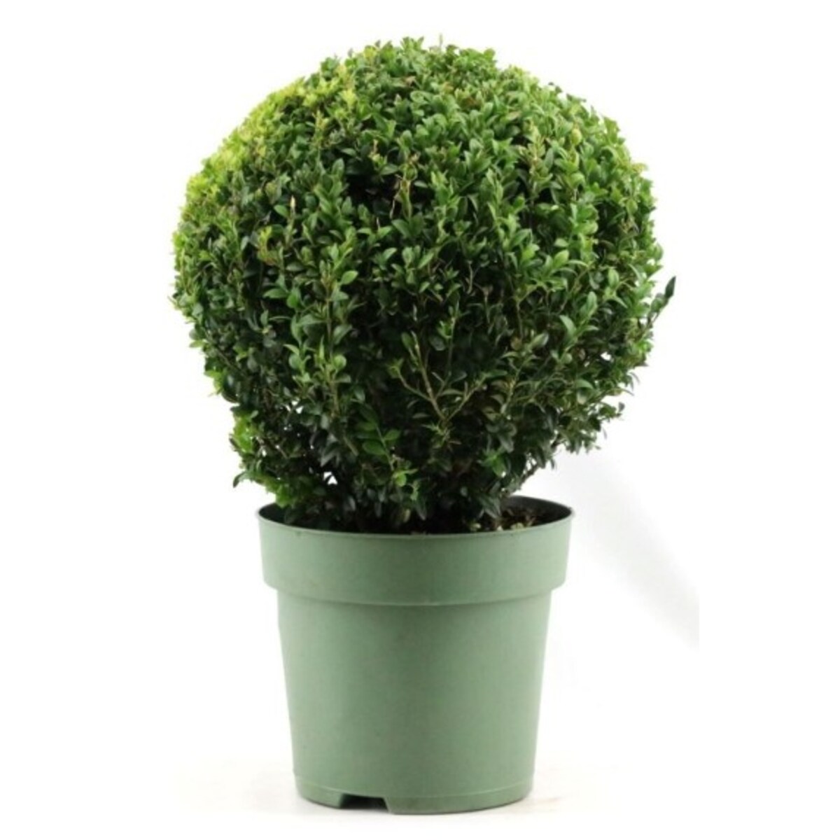 Bukszpan (Buxus sempervirens) XXL|kula |Doniczka Ø24 cm|Wysokość ok. 60 cm