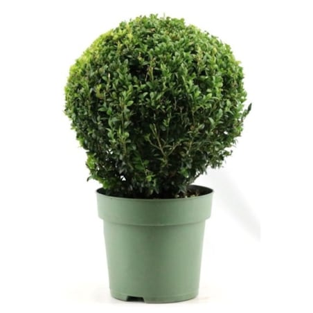 Bukszpan (Buxus sempervirens) XXL|kula |Doniczka Ø24 cm|Wysokość ok. 60 cm