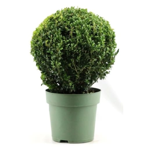 Bukszpan (Buxus sempervirens) XXL|kula |Doniczka Ø24 cm|Wysokość ok. 60 cm