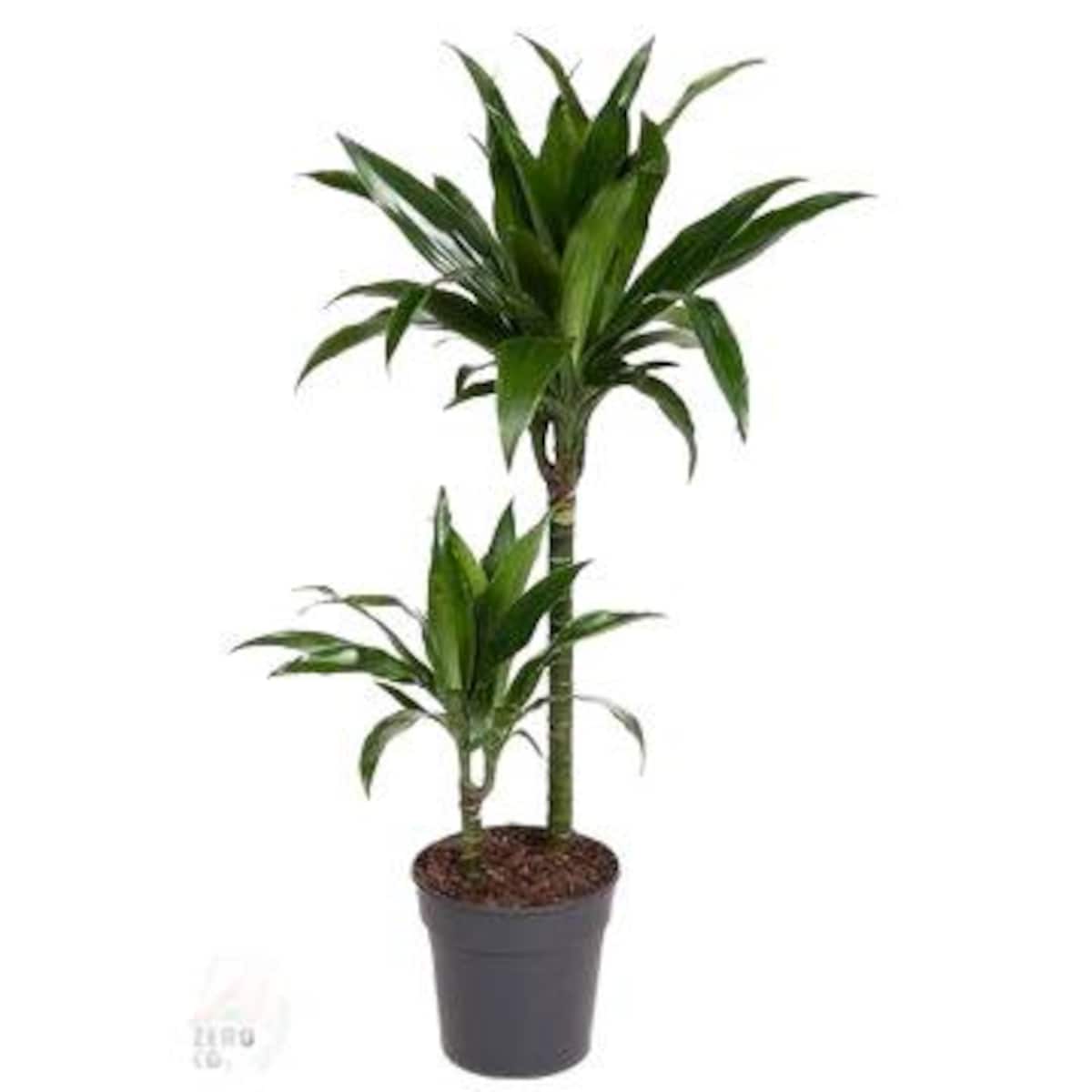 Dracaena Janet Craig – doniczka Ø 19 cm – wysokość 110 cm