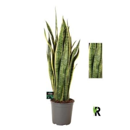 Sansevieria trifasciata Laurentii XXL|Doniczka Ø 24 cm|Wysokość ok. 100 cm