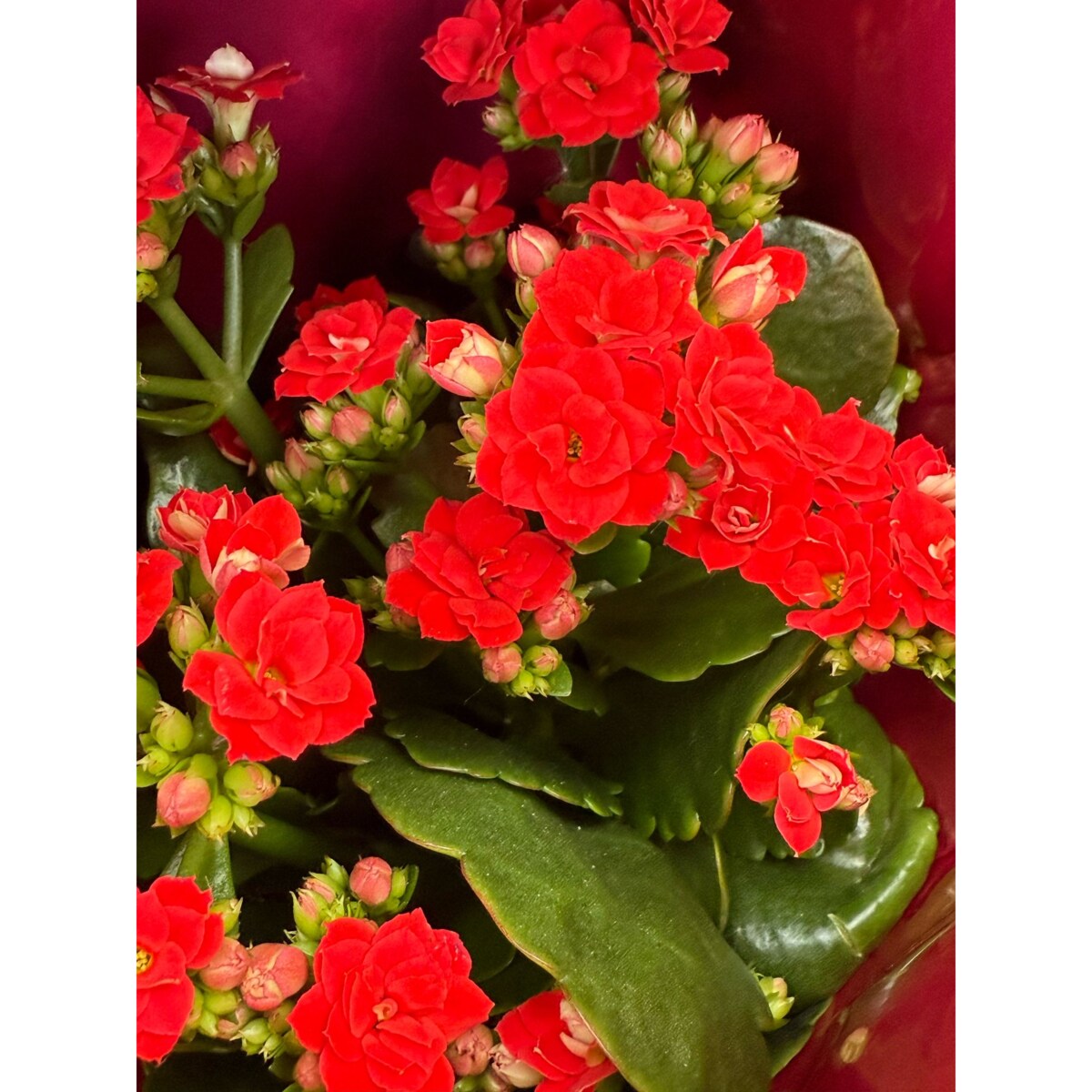 Kalanchoe blossfeldiana Happiness kolor czerwony Ø 12cm wysokość 24cm
