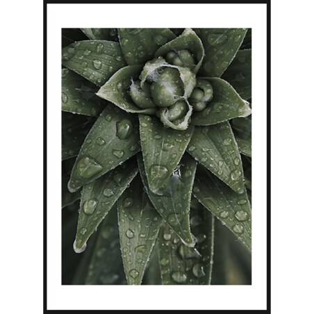 Poster Story, Plakat, Obraz - Aloes Ościsty, wymiary 70 x 100 cm