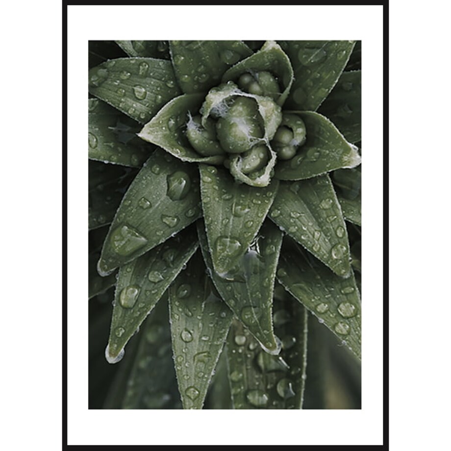 Poster Story, Plakat, Obraz - Aloes Ościsty, wymiary 70 x 100 cm