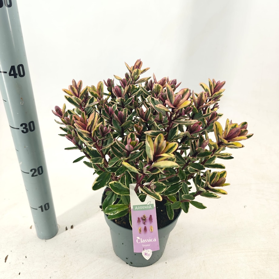 Hebe Classica Tricolor (Addenda) Doniczka Ø17 cm | Wysokość ok. 40 cm