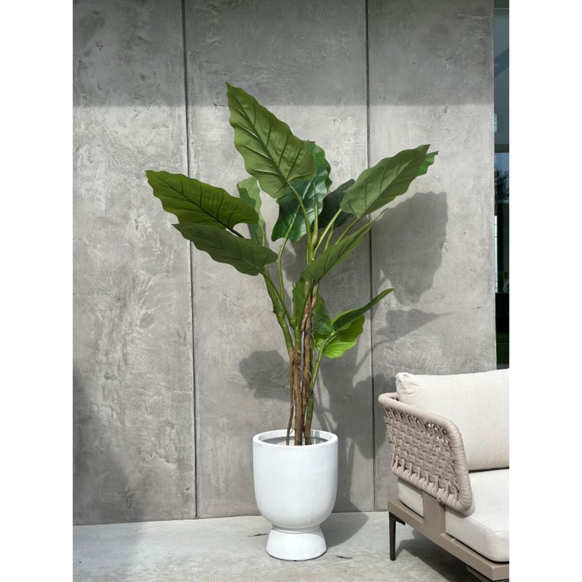 DRZEWKO FILODENDRON XXL