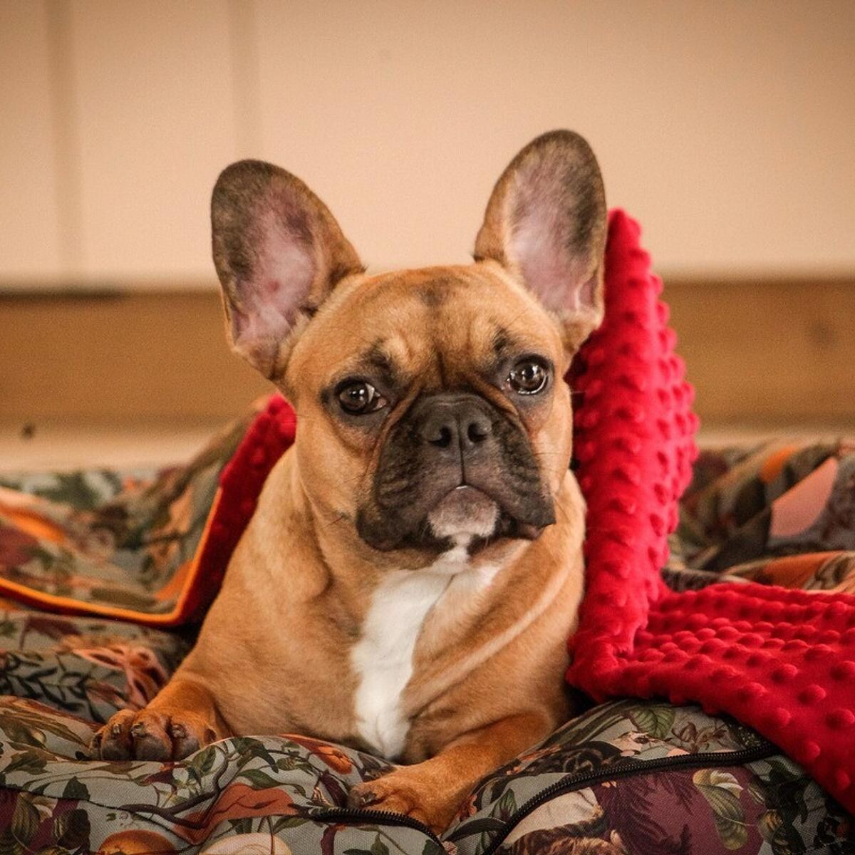 Legowisko okrągła poducha z kapturem "Kotolaż" - Rozmiar: S