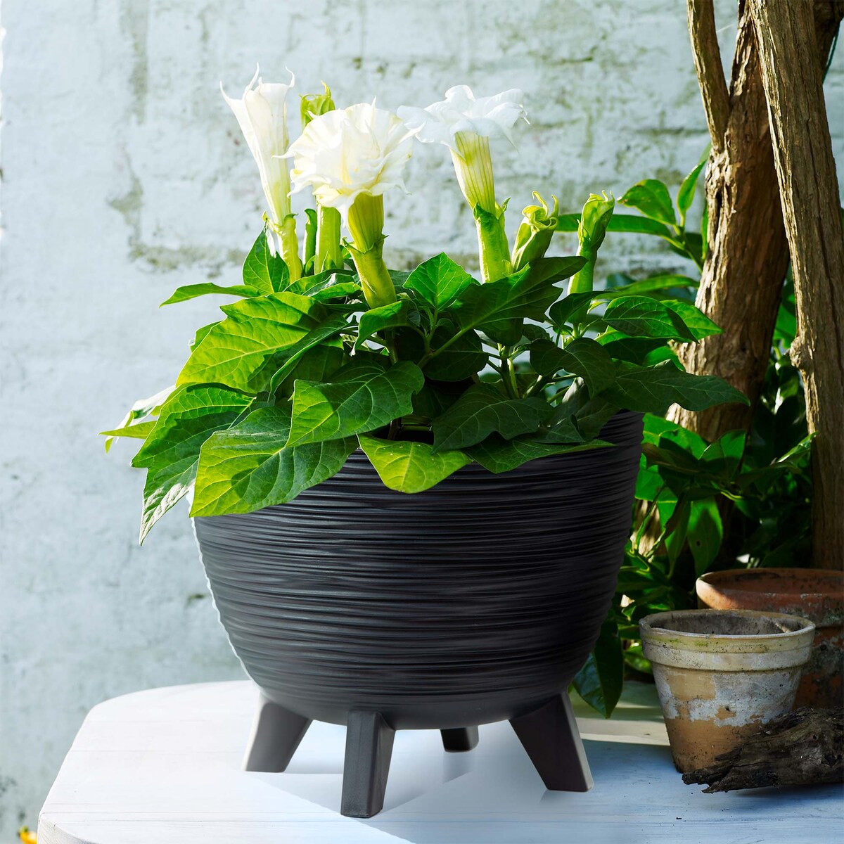 Donica Na Kwiaty 29 Cm Na Nóżkach Doniczka Misa Do Domu Ogrodu Wrzosy