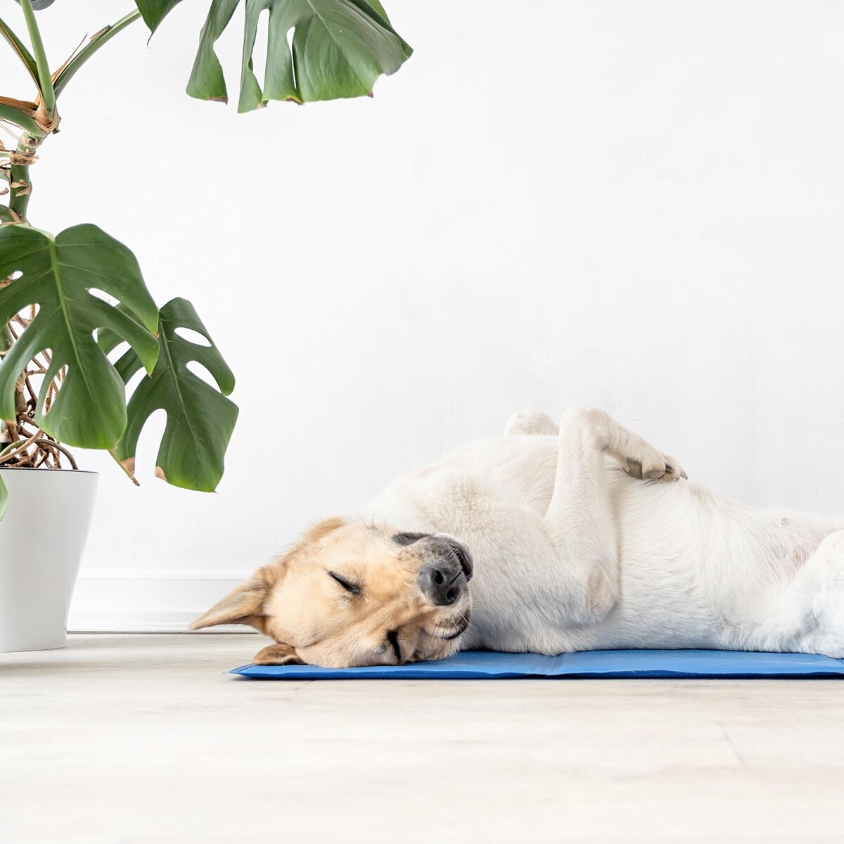 Mata Chłodząca Dla Psa Kota Duża Żelowa Polska Wodoodporna 50X90 Cm