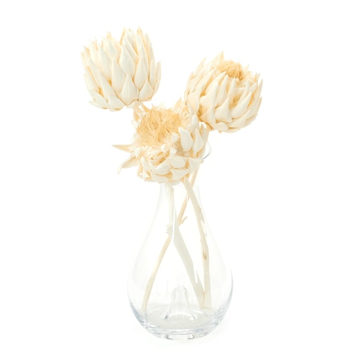 Suszony karczoch (Cynara) bielony xl - suszone kwiaty