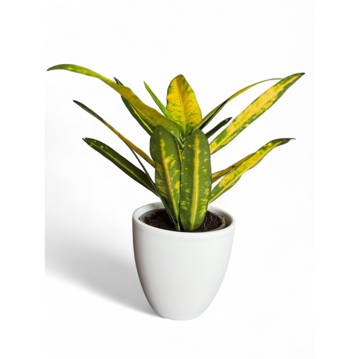 Codiaeum (Kroton) w ceramicznej doniczce – Ø 10 cm – wysokość 33 cm