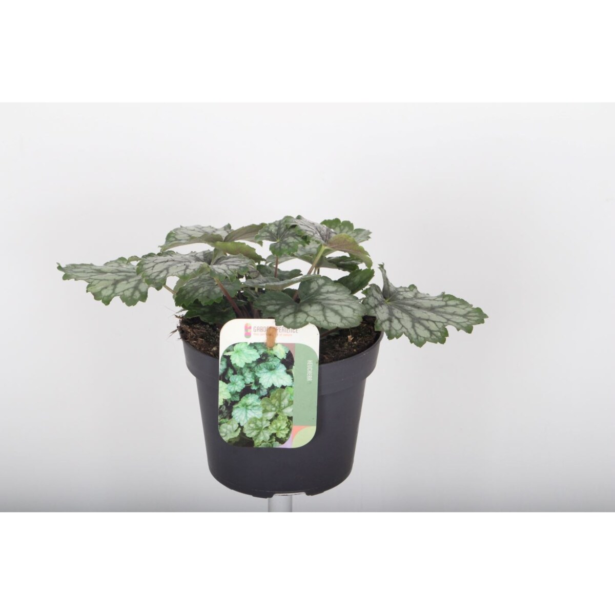 ŻURAWKA AMERYKAŃSKA | Heuchera amer. Marvelous Marble p13 h30cm