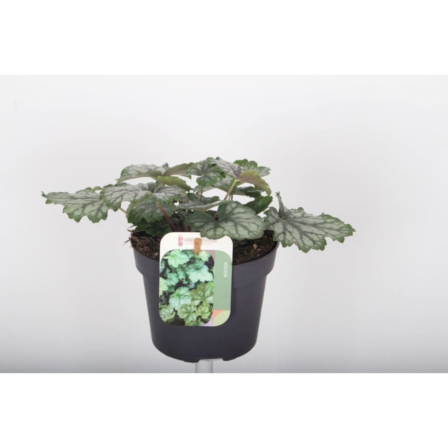 ŻURAWKA AMERYKAŃSKA | Heuchera amer. Marvelous Marble p13 h30cm