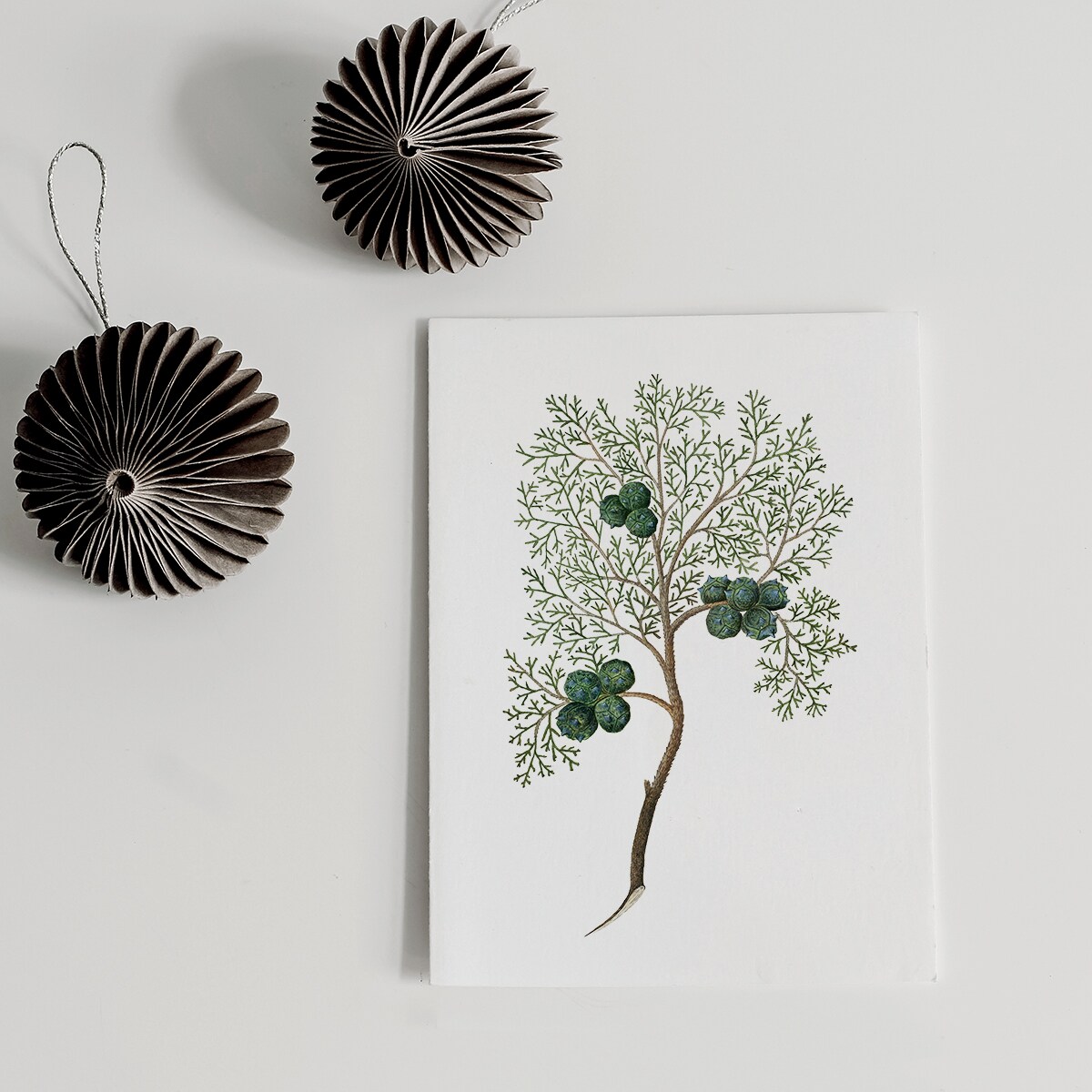 Plakat Cyprys 21x30cm