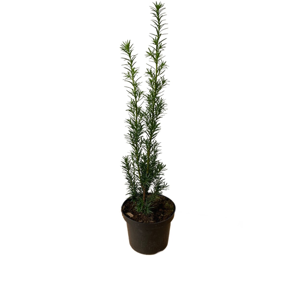 Cis pośredni-Taxus Hicksii Doniczka Ø 19 cm – Wysokość ok. 70 cm