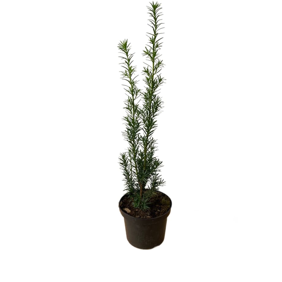 Cis pośredni-Taxus Hicksii Doniczka Ø 19 cm – Wysokość ok. 70 cm