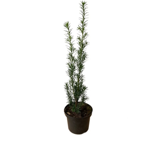 Cis pośredni-Taxus Hicksii Doniczka Ø 19 cm – Wysokość ok. 70 cm