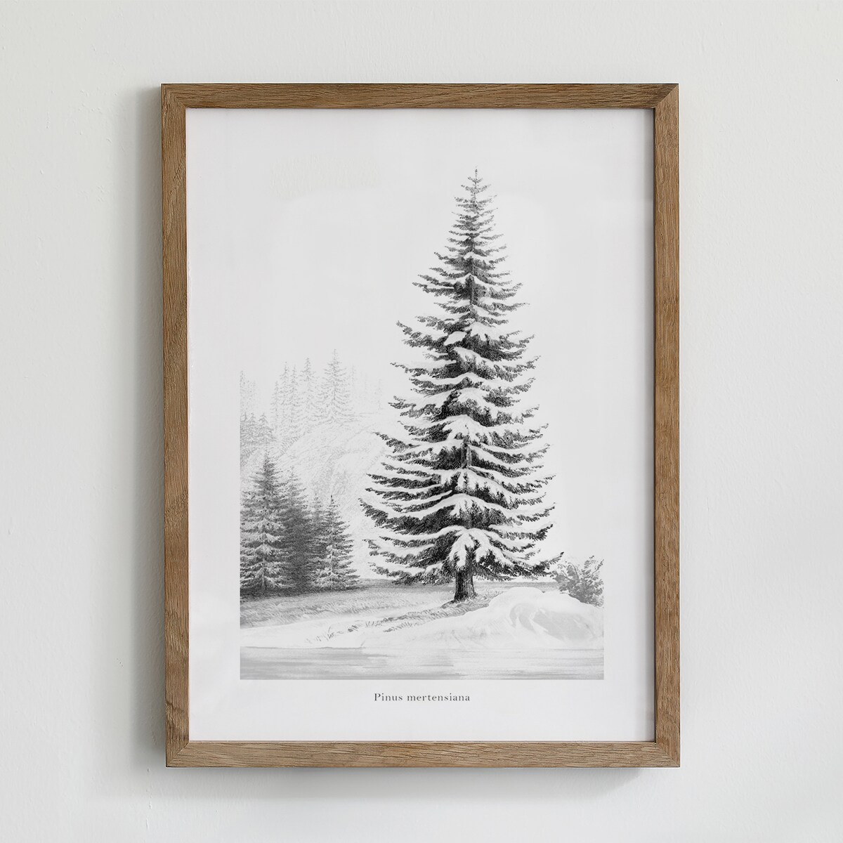 Plakat Śnieżna Sosna 21x30cm