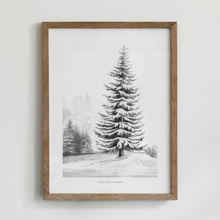 Plakat Śnieżna Sosna 21x30cm