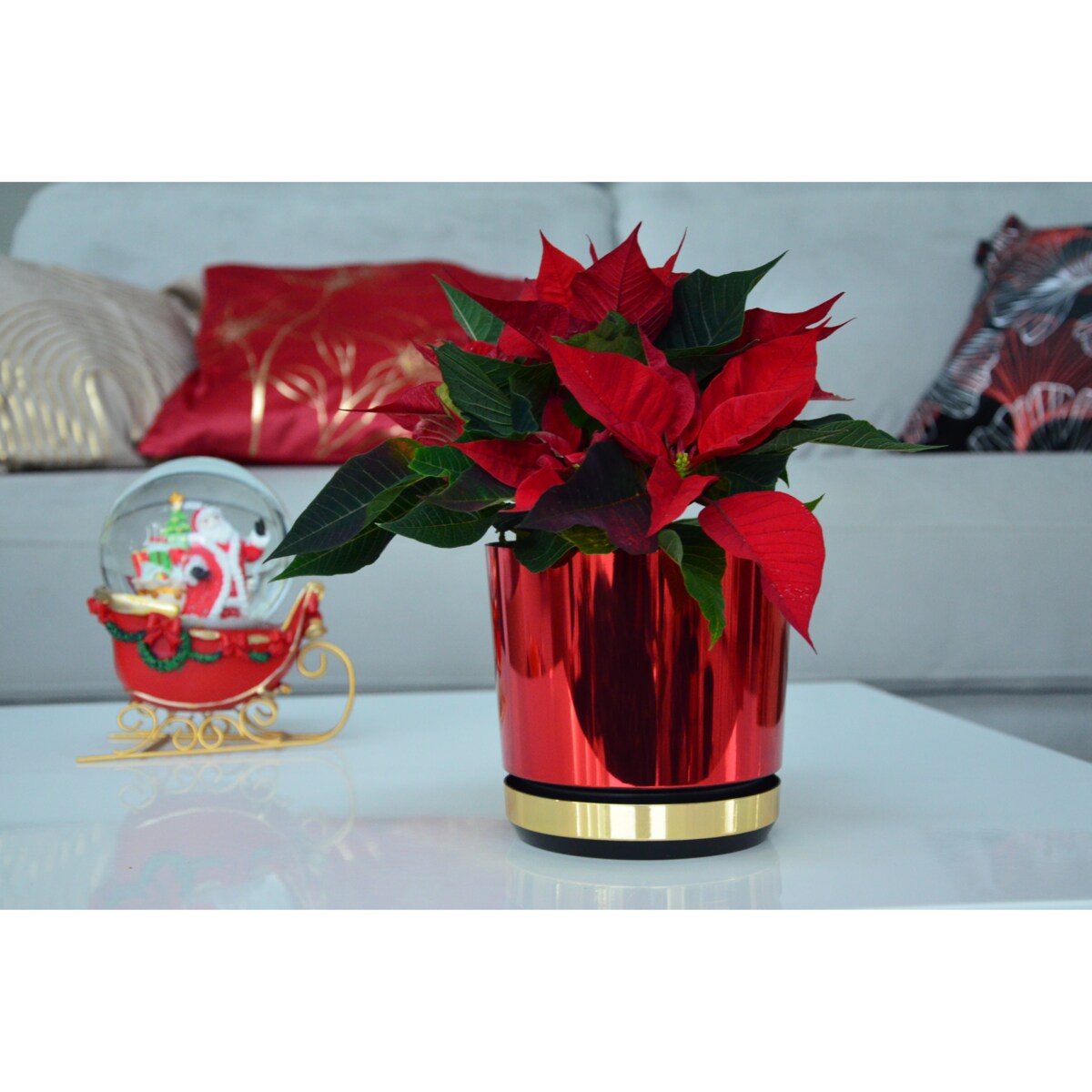 16 cm Doniczka z podstawką Czerwona + Złoty błyszczący wysoki połysk świąteczna do POINSECJI Gwiazdy Betlejemskiej dekoracja do stroików z drenażem wzór DUO/083/011