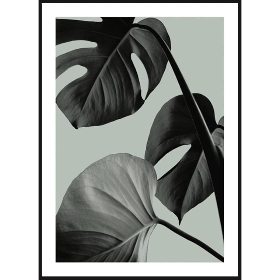 Poster Story, Plakat, Obraz - Monstera na Zielonym Tle No1, wymiary 42 x 60 cm
