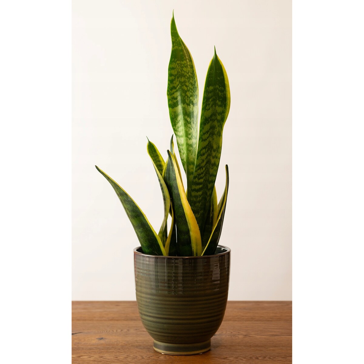 OSŁONKA DONICZKA WYSOKA CERAMICZNA ZIELONA do salonu połysk donica 17cm