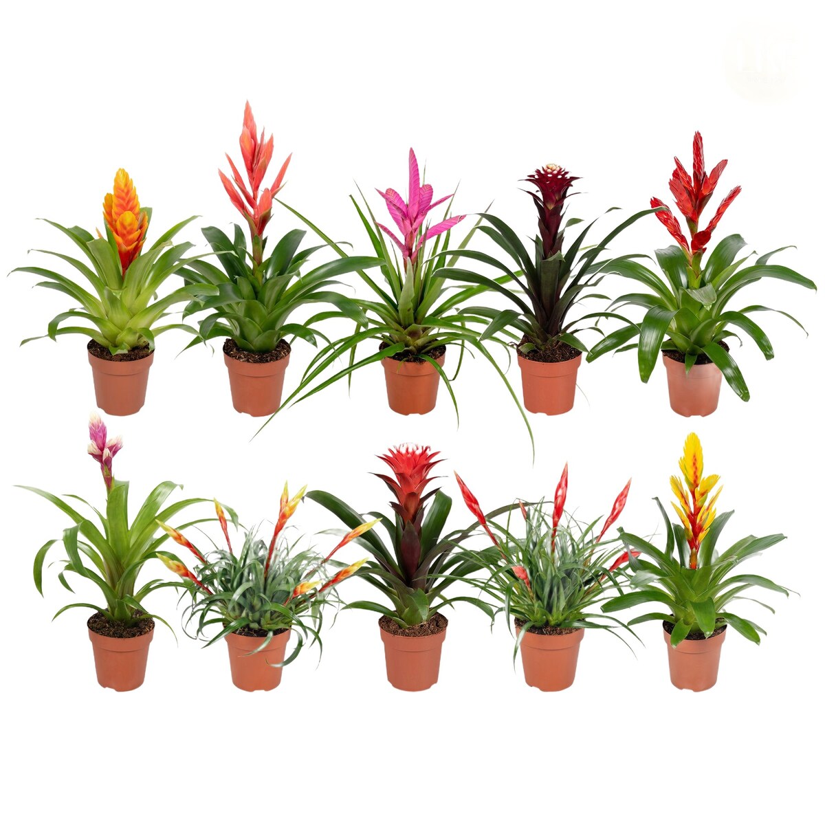 Vriesea-Bromelia – Zestaw 10 gatunków doniczka Ø12 cm | Wysokość ok. 45 cm