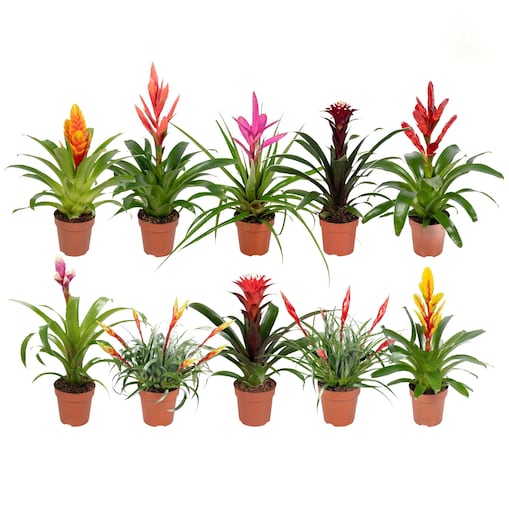 Vriesea-Bromelia – Zestaw 10 gatunków doniczka Ø12 cm | Wysokość ok. 45 cm