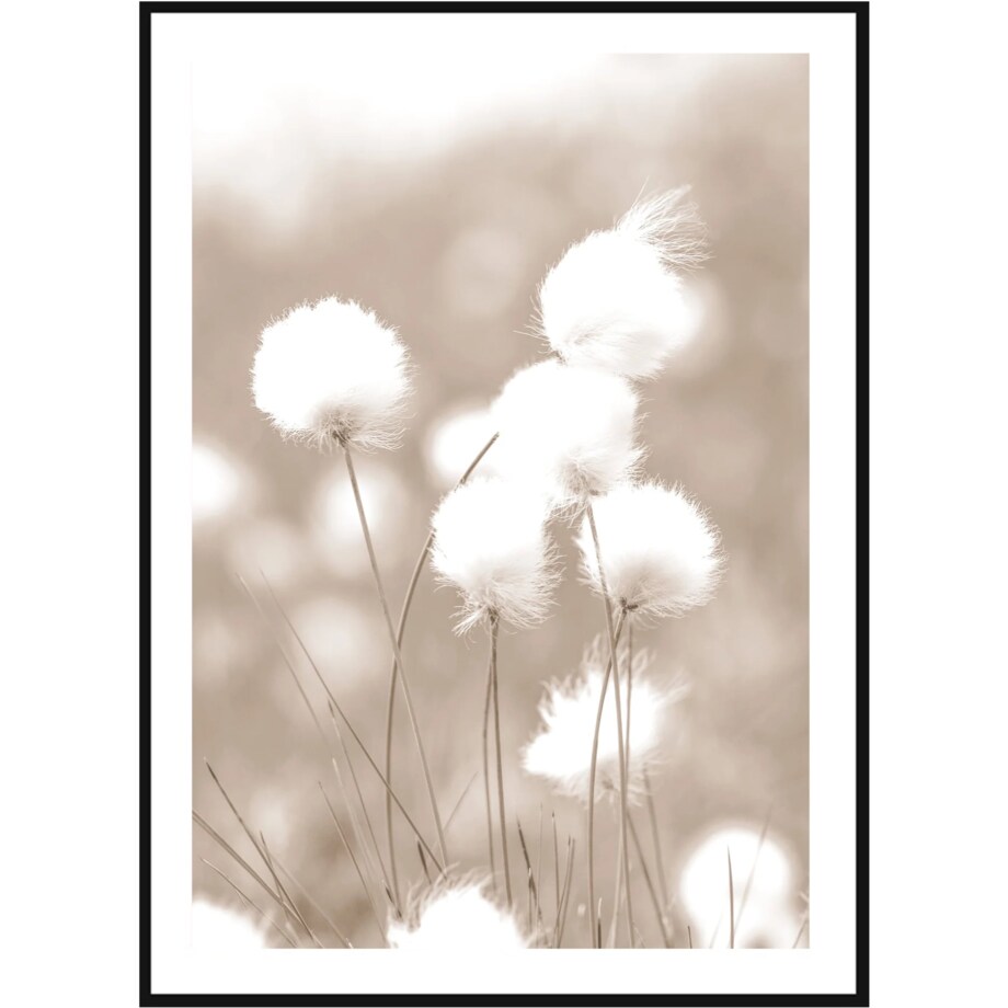 Poster Story, Plakat, Obraz - Bawełniana Trawa, wymiary 42 x 60 cm